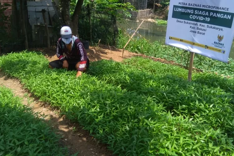 Para petani mustahik binaan Baznas panen sayuran kangkung di Bekasi.