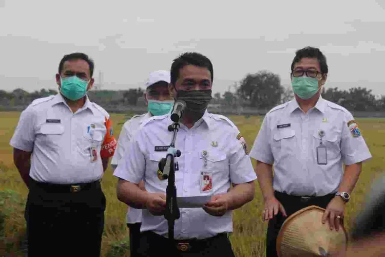 Wakil Gubernur DKI Arisa didampingi Sekda Pemorov DKi Saifullah dan Dinas KPKP Darjamuni panen padi bersama di kawasan Ujung Menteng, Jakarta Timur, Rabu (15/7/2020).