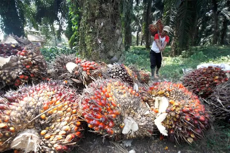 pekerja di sektor sawit.