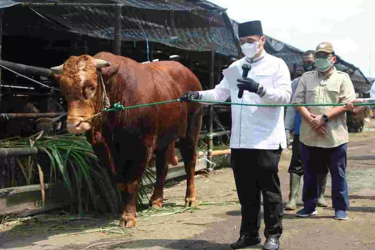 Wagub DKI Ariza menyerahkan hewan kurban sapi limosin kepada Korpri di RPH, Cakung, Jakarta Timur, Selasa (29/7/2021).