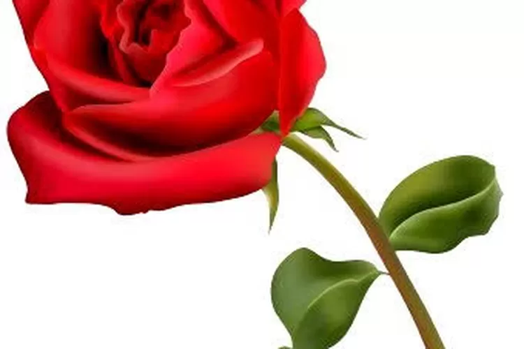 Ribuan korban unvestasi gagal bayar diajak melakukan aksi  damai memberikan setangkai mawar  dan  puisi kepada Presiden Joko Widodo di hari Valentine, 14 Februari 2022.