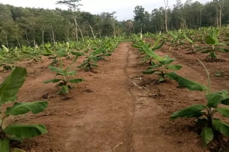 Kebun pisang Cavendis  di Kecematan cileles.