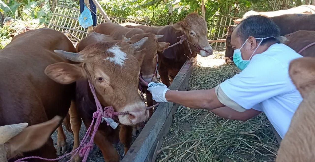 Petugas Dinas Pertanian dan Peternakan Kota Pekalongan, mengecek kesehatan hewan kurban menjelang Idul Adha 1442/2021 Masehi. (suaramerdeka.com/Kuswandi)