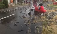 Viral Warga Gotong Royong Kumpulkan Ribuan Ikan Lele Berserakan di Jalan, Netizen: Terima Kasih Orang Baik