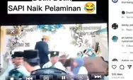 Viral Sapi Tiba-Tiba Naik ke Pelaminan hingga Pengantin Kocar-Kacir, Netizen: Doa Mantan Teraniaya
