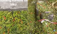 Video Ratusan Kilogram Cabai Dibuang ke Parit karena Harga Anjlok Viral, Netizen: Padahal Dijadiin Sambel