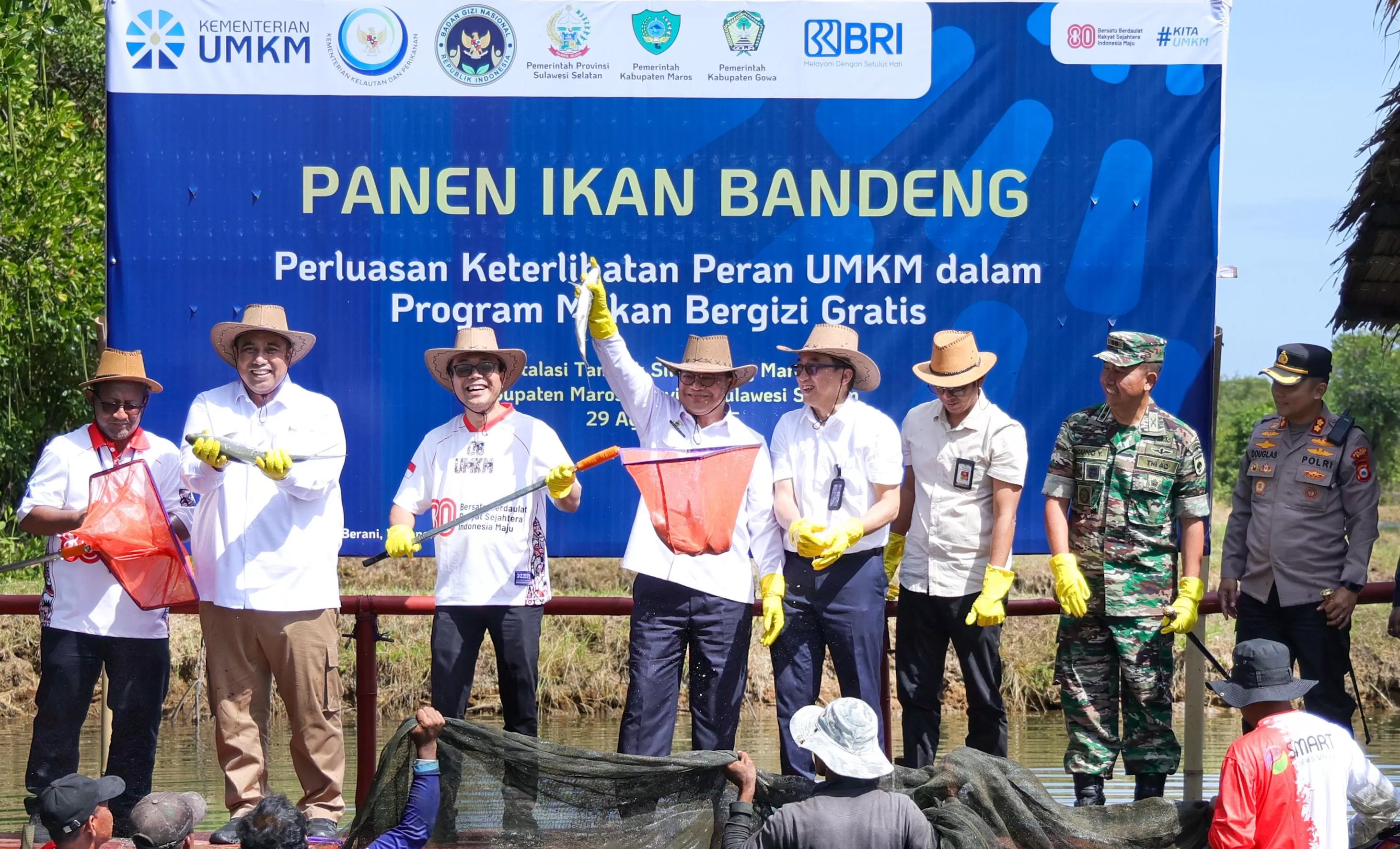 Panen ikan bandeng dalam perluasan keterlibata  peran UMKM dalam program Makan Bergizi Gratis (MBG).