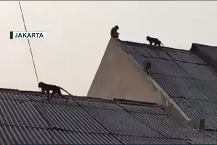 Gerombolan monyet terlihat serbu pemukiman warga di Cipayung Jakarta Timur, diduga laoar dan incar buah pohon warga (Tangkap layar Youtube Kompas TV)