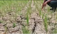 Puluhan hektar sawah di Jember rusak parah karena kekeringan dan kemarau panjang, tanah pecah-pecah
