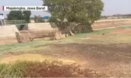 Kemarau panjang membuat Situ Anggrarahan di Majalengka Jawa Barat mengering sampai terlihat dasar danau