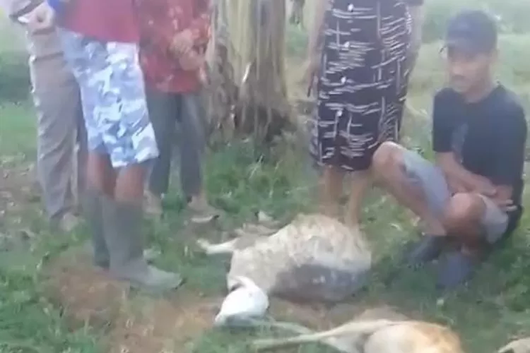 Sejumlah ternak kambing milik warga&nbsp;Silegok tewas diduga dilakukan oleh Harimau. Foto : Tangkaplayar