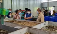 Kandang Maggot Jogja kelola sampah organik dari dapur 500 kilogram tiap hari