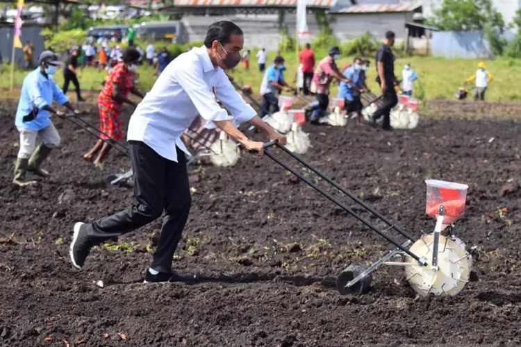 Presiden Joko Widodo menanam jagung di Kelurahan Klamesen, Kabupaten Sorong, Papua Barat, Senin (4/10/2021).  (ANTARA/HO-Agus Suparto)