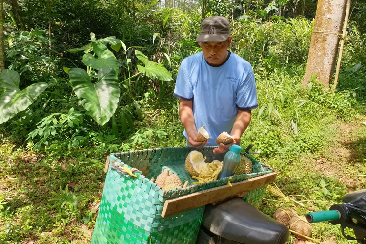 Muhammad Kholil, petani durian di Mijen Semarang saat memanen duriannya. Dispertan tampik cuaca ekstrem bakal mempengaruhi rasa durian di Kota Semarang. (Istimewa)