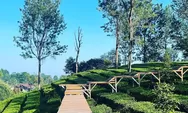 Tea Bridge Gunung Mas Puncak, Tempat Healing Tipis-tipis Hanya Rp10.000