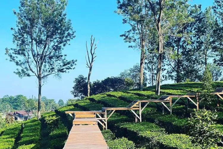Tea Bridge Gunung Mas Puncak, tempat healing di Bogor. (Instagram/Ngukurblog)