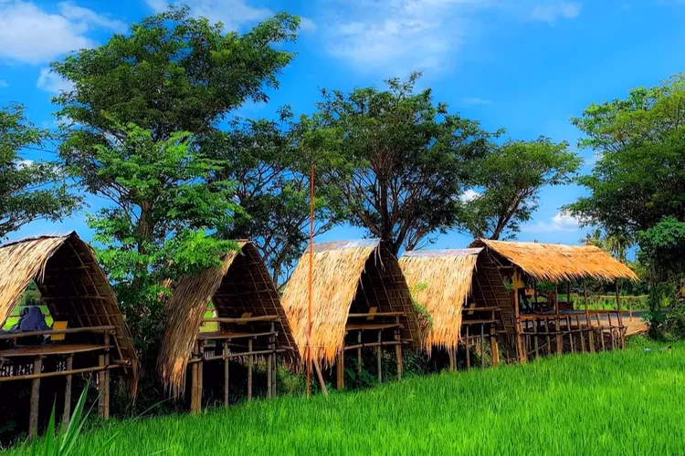 Destinasi wisata Mbulak Wilkel di Pleret Bantul dengan suasana hamparan sawah.  (Foto: akun instagram @dolan.aja)
