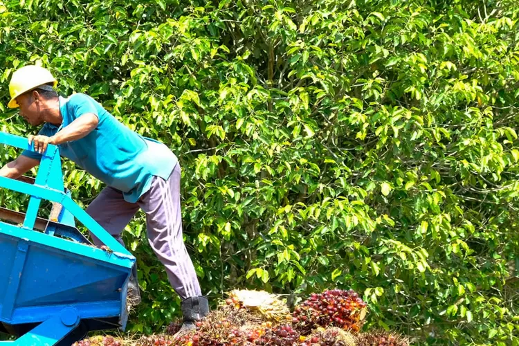 Program Plasma oleh Wilmar Group berhasil mensejahterakan taraf hidup petani sawit di Sumatra Barat.