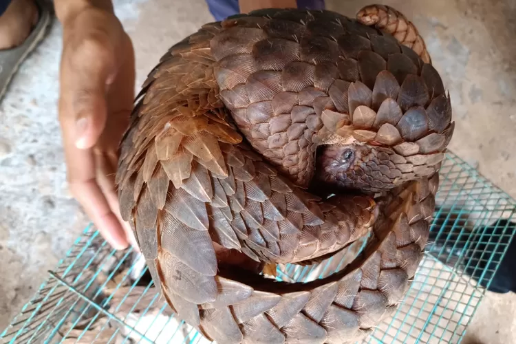 Trenggiling.  (bksdajogja.org)