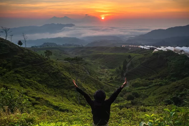 Kebun Teh Nirmala Bogor, salah satu tempat wisata gratis yang tidak jauh dari Depok. (dokumen)