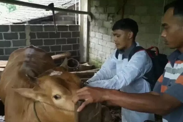 Petugas kesehatan hewan melakukan pemeriksaan hewan ternak warga antisipasi penyebaran lumpy skin disease atau LSD. (Edi Prayitno/Kontributor Kendal)