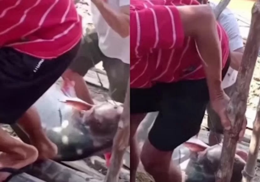 Jagat media sosial dihebohkan dengan kemunculan video penangkapan ikan patin kuning berukuran raksasa.