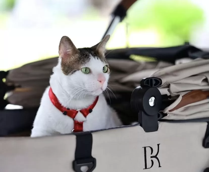 Kucing Presiden Prabowo, Bobby Kertanegara.