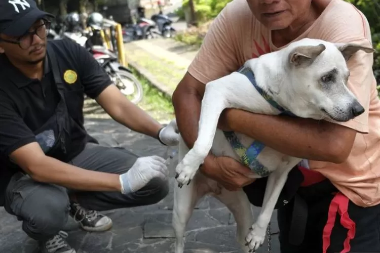 5 Arti Mimpi Digigit Anjing Rabies: Waspadalah, Tapi Jangan Panik!