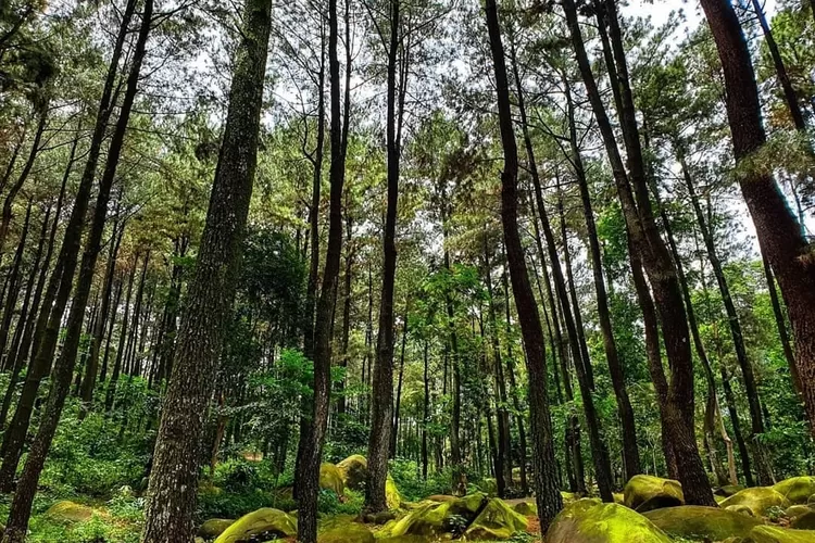 Taman Wisata Alam Gunung Pancar Bogor yang tampak asri dengan hutan pinusnya (IG @ayoketamannasional_official)