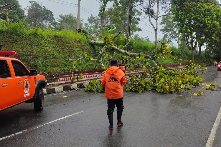 Hujan deras disertai angin kencamg  mengakibatkan pohon tumbang di sejumlah titik dinKota Bukittinggi (dok. BPBD Bukittinggi)