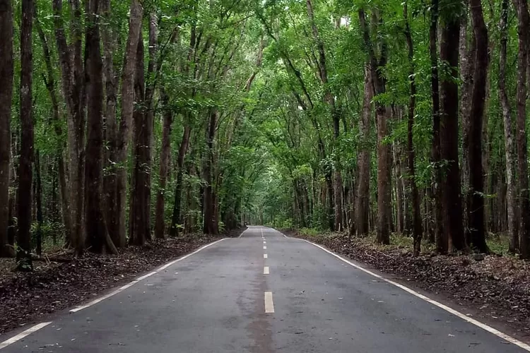 Misteri Alas Purwo Banyuwangi Jatim, Benarkah Jadi Hutan Paling Angker ...