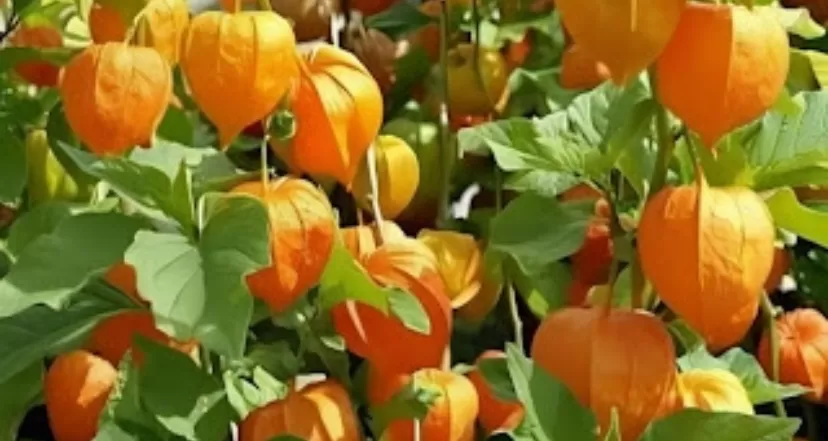 Ciplukan atau dikenal juga dengan nama golden berry, kini menjadi salah satu komoditas ekspor yang banyak dicari pasar global.