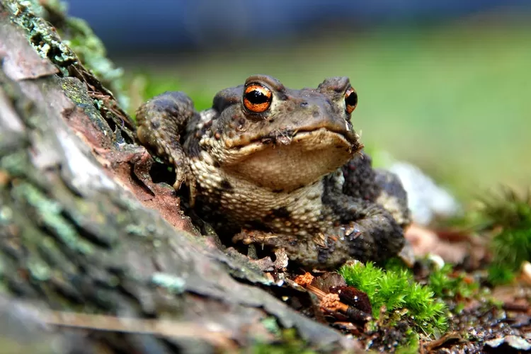 Inilah pemaparan tanda katak masuk rumah anda, pada siang hari maupun malam hari diungkap oleh ahli supranatural (www.pexels.com)