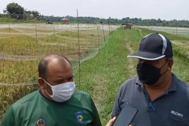 Kepala Dinas Tanaman Pangan dan Holtikultura (TPH) Kabupaten Batanghari, Mara Mulya Pane, SP di dampingi Kepala Dinas Kominfo Kabupaten Batanghari, Amir Hamzah (Klikanggaran/Anuza)