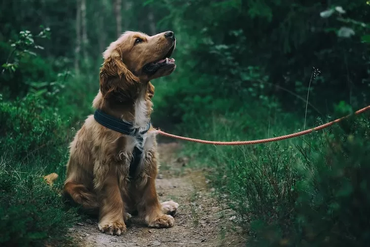 Ini dia suara hewan yang menunjukkan kedatangan dari makhluk halus atau jin (Pexels/ Johann)