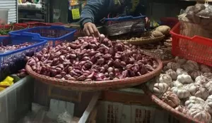 Petani Bawang Merah Sengsara, Tim Ahli Klinik Tanaman IPB University Turun Tangan