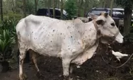 Jelang Idul Adha, penyakit lato lato mulai menyebar sapi dan kerbau di Gunung Kidul, ini ciri-cirinya!