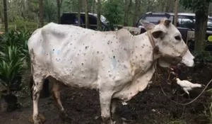 Marak Penyakit Lato-lato Jelang Idul Adha, Kabupaten Bogor Klaim Belum Ada Kasus