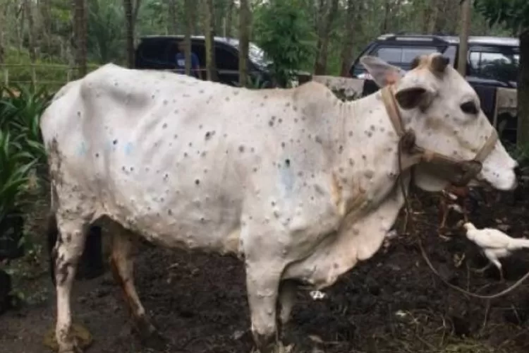 Hewan ternak sapi yang terkena penyakit lato lato atau Lumpy Skin Disease (LSD) 