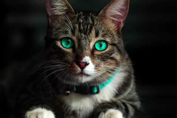 Ilustrasi 3 arti didekati kucing, hewan kesayanagan Nabi (@pxels.com by Kelvin Valerio)