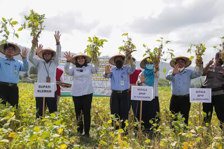 Bupati Sleman Kustini Sri Purnomo melakukan panen raya kedelai varietas unggul. (dok. humas pemkab sleman)