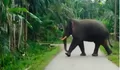 9 Desa di Aceh digeruduk gajah liar ngamuk. Jalur lintasan gajah