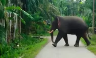 9 Desa di Aceh digeruduk gajah liar ngamuk. Jalur lintasan gajah