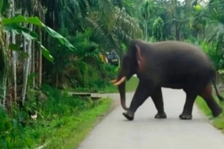 Ilustrasi. Seekor gajah liar melintasi jalan beraspal. 