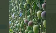 5 Teknik 'memaksa' pohon mangga berbuah di luar musim. Mudah dilakukan dan ekonomis 