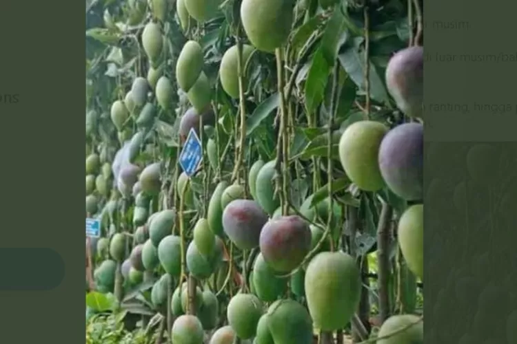 Tips memaksa pohon mangga berbuah tiga kali dalam setahun