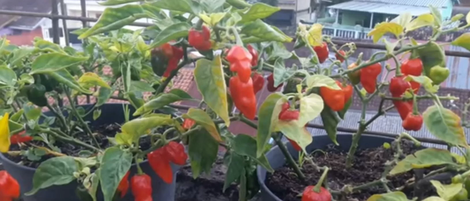 Dengan meperhatikan perawatan saat kemarau 7 tips bisa membuat tanaman tumbuh sehat (Tangkapan layar video youtube @TamanInspirasi)