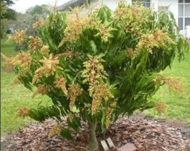 Pohon mangga berbuat lebat