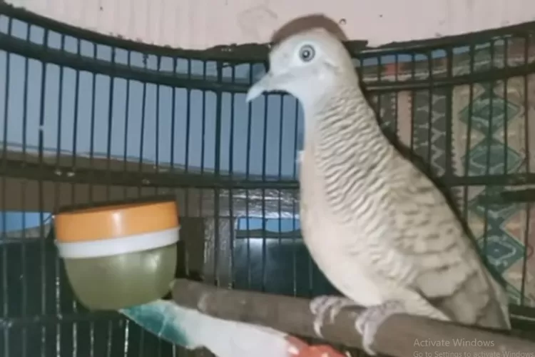 Pamor Prukutut Sriwiti yang Konon dimalam Tertentu Berubah menjadi Ular (Tangkapan Layar Youtube/@Akademi Kreator)