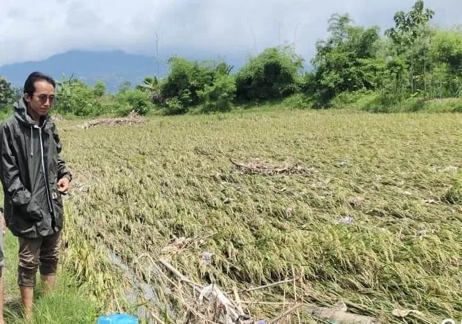 914 Hektar Sawah di Rembang Terendam Banjir, Petani Berupaya Selamatkan Panen